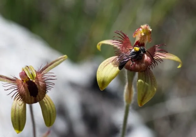 Caladenia discoidea (Dancing Spider Orchid) being pollinated by a male Thynnid wasp.